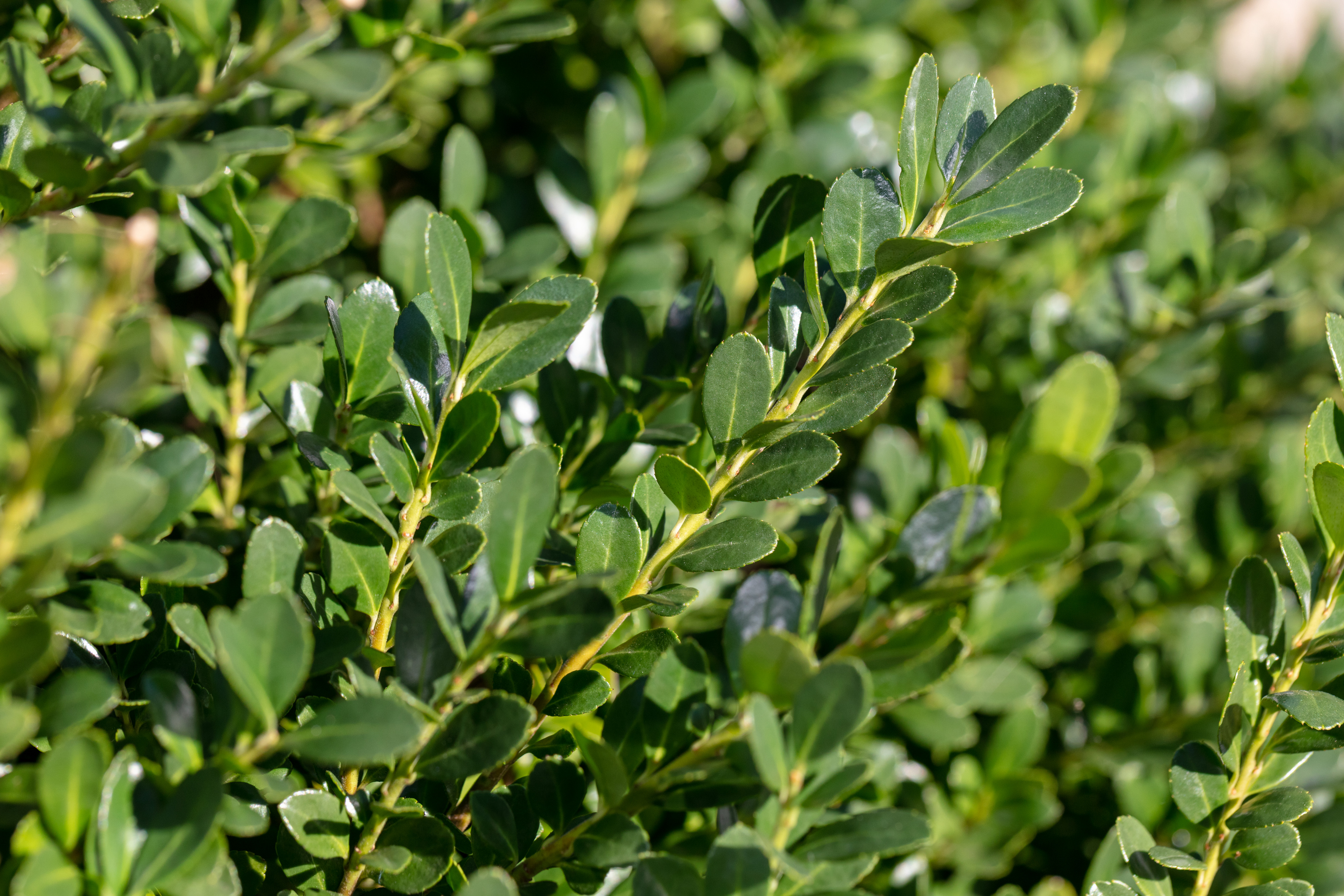 Tree & shrub care
